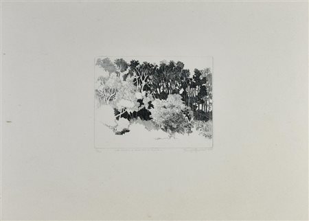Giuseppe Grosso EUCALIPTO E GINESTRE IN TUCCIA, 1978 incisione, cm 19x25, su...