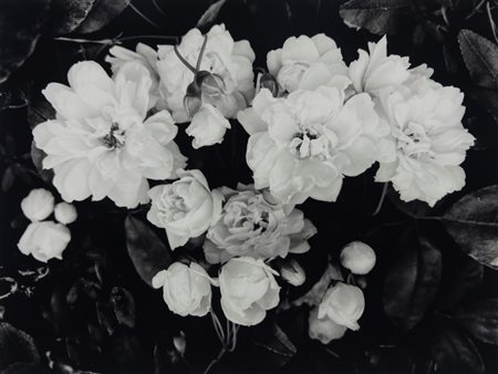 Perre-Jean Amar (1947)  - Rose Banks, 2023