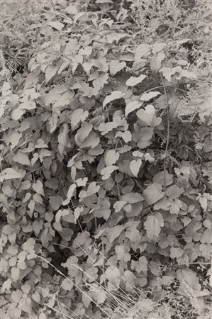 Giorgio Avigdor (1932 - 2019)  - Senza titolo (Fogliame), 1970s/1980s