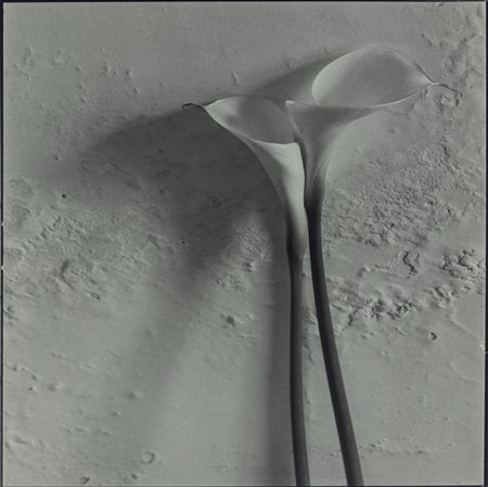 Toni Catany (1942 - 2014)  - Lliris d'aigua, 1980