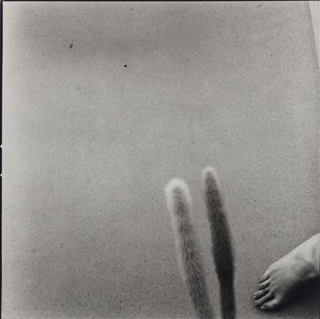 Joan Fontcuberta (1955)  - Senza titolo, 1980