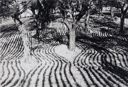 Mario Giacomelli (1925 - 2000)  - Presa di coscienza sulla natura, 1975/1985