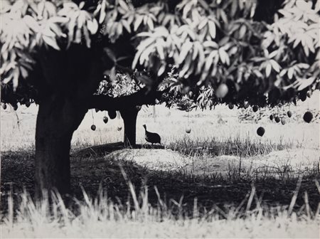 Fulvio Roiter (1926 - 2016)  - Korhogo (Costa D'Avorio), 1974