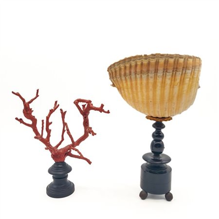 Lotto composto da una conchiglia montata su base tornita in legno ebanizzato (h