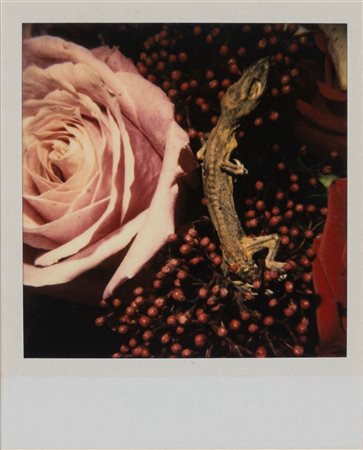 Nobuyoshi Araki (1940)  - Senza titolo, 2000s