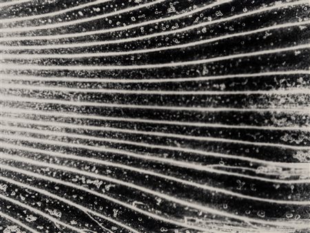 Mario Giacomelli (1925 - 2000)  - Senza titolo , 1990s/2000s