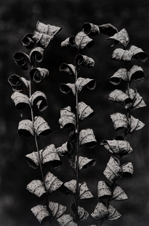 Mario De Biasi (1923 - 2013)  - Foglie secche, 1960s/1970s