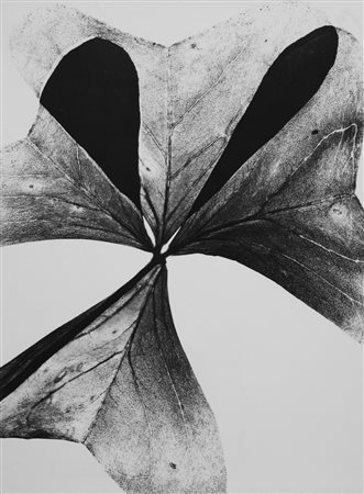 Luigi Veronesi (Milano 1908 - 1998)  - Quadrifoglio (Fotogramma), 1950s