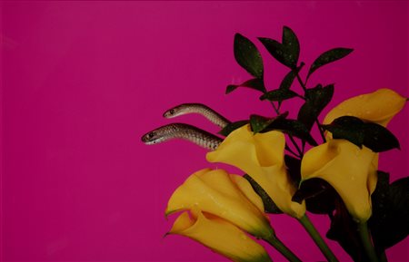 Cy Tylor (XX sec.)  - Carpetbaggers II, 2014