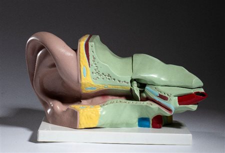  
Didattica - PARAVIA (?) - Corpo umano 1960s
 cm.40x25