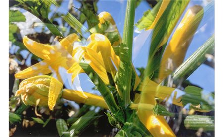 PETER FISCHLI E DAVID WEISS