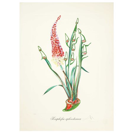 Salvador Dalì (Spanish 1904 - 1989)  - Fiori surrealisti: kniphofia apfrodisiaca