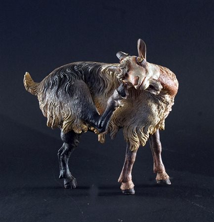 Capretta che si gratta