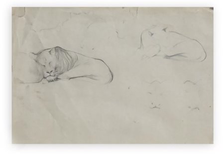 LUIGI BONAZZA, 25 X 34 cm, titolo studio di leoni a riposo 1903/1905, matita...