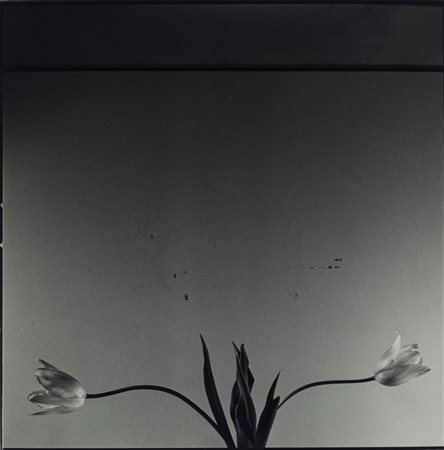 Toni Catany (1942 - 2014)  - Dos Tulipes, 1981