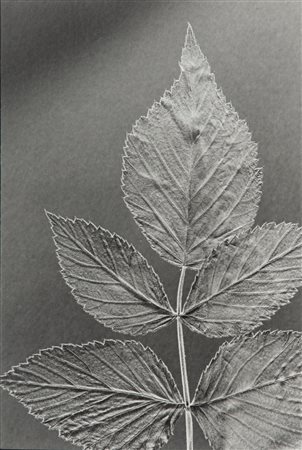 Mario De Biasi (1923 - 2013)  - Senza titolo (Foglia), 1990s/2000s