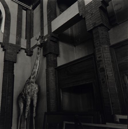 Joan Fontcuberta (1955)  - Barcelona, 1979