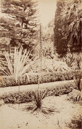 Giuseppe Incorpora (1834 - 1914)  - Senza titolo (Palermo, orto botanico), 1880s