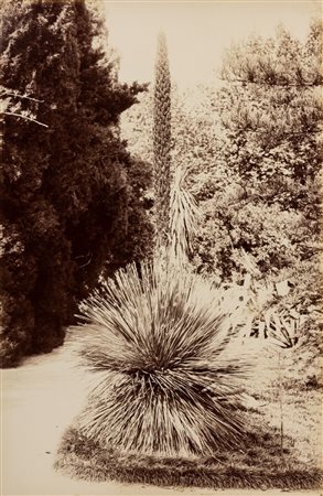 Giuseppe Incorpora (1834 - 1914)  - Senza titolo (Palermo, orto botanico), 1880s