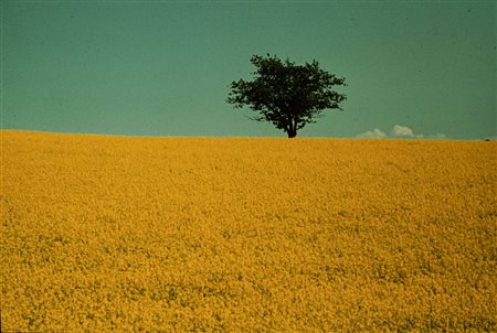 Emilio Fabio Simion (1940)  - Senza titolo, 1980s