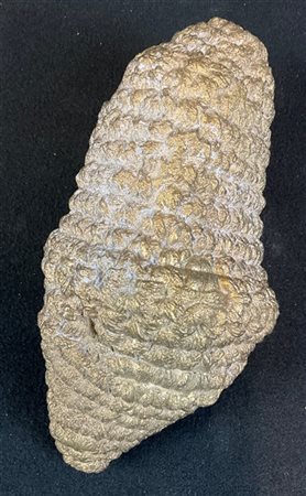 ALEXANDRA BIRCKEN "Knochen" 2011
scultura in bronzo
cm 18x35x17
edizione 2/5

Pr