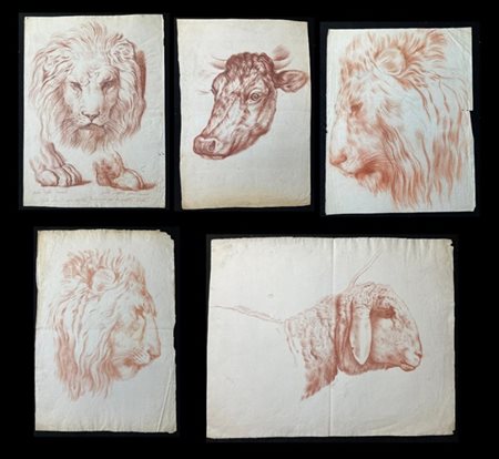 Lotto composto da cinque disegni a sanguigna raffiguranti teste di animali, di