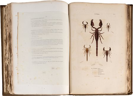 Palisot de Beauvois - Insectes recueillis en Afrique et en Amerique, dans les royaumes d'Oware et de Benin, a' Saint-Domingue et dans les Etats-Unis, pendant les annees 1786 - 1797