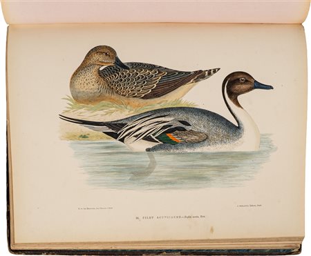 La Blanchère (Henri de) - Les oiseaux gibier