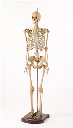 Anonym/Anonimo Scheletro umano altezza naturale, A. Fumeo - Milano...