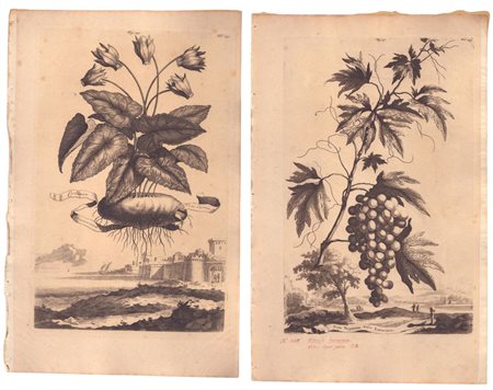  
Cyclamen | Vitis Virginiana 
 