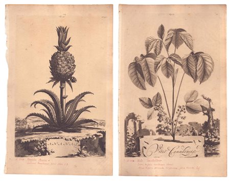  
Ananas | Vitis Canadensis 1696
 
