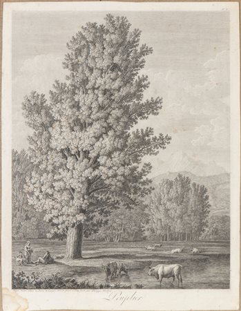 Philipp Jakob Hackert (Prenzlau, 1737 - San Pietro di Careggi, 1807) 
Peuplier 
 