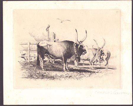 Charles Coleman (Pontefract, 1807 - Roma, 1874) 
Bovini in un prato  | Due teste di bovini 1849-1850
 