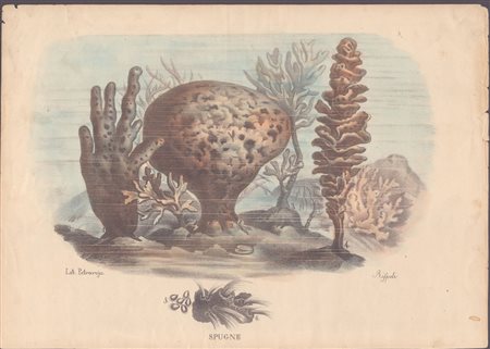 Raimundo Petraroja (1863 - 1900) 
Spugne 
 