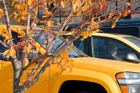 Dennis Church (USA, 1949 - ) Decorative Tree and Cars 2008 21 x 29,7 cm (20 x...