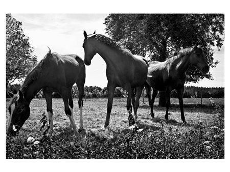 Emanuele Cucuzza (Roma, 1975 - ) Untitled, The Netherlands 2017 40 x 30 cm...