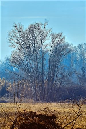 Abbas Gharib (Teheran, Iran, 1942 - Verona, Italia, 2025) Trees 2024 29,7 x...