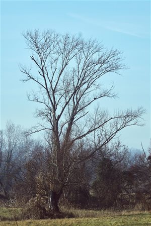 Abbas Gharib (Teheran, Iran, 1942 - Verona, Italia, 2025) Trees 2024 29,7 x...