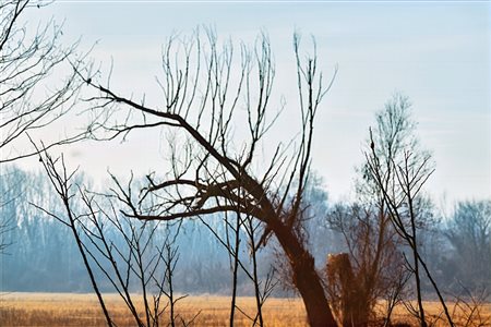 Abbas Gharib (Teheran, Iran, 1942 - Verona, Italia, 2025) Trees 2024 29,7 x...