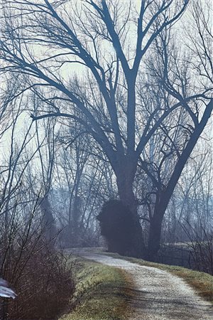 Abbas Gharib (Teheran, Iran, 1942 - Verona, Italia, 2025) Trees 2024 29,7 x...