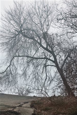 Abbas Gharib (Teheran, Iran, 1942 - Verona, Italia, 2025) Trees 2024 29,7 x...