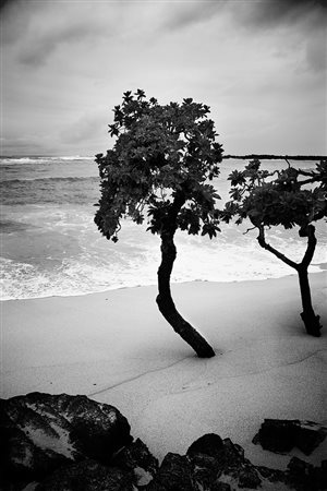 Teddy Marks (Germania, 1967 - ) Hawaiian Mystery 2014 Ed. 1/5; stampata nel...