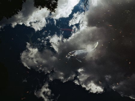 Fabrizio Alzati (Milano, Italia, 1972 - ) Koi 1 2010 30 x 40 cm (28 x 35 cm...