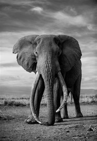 Angulo José Miguel (Madrid, 1969 - ) Wild Soul 2023 140 x 200 cm (130 x 190...