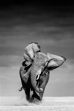 Angulo José Miguel (Madrid, 1969 - ) Charging 2021 120 x 175 cm (110 x 165 cm...