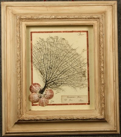 Teca con composizione in madrepora. XX secolo. Mis. Lung. cm. 68 Alt. cm. 78 ca.