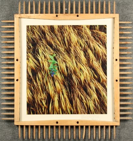 Particolare fotografia su carta incorniciata a forma di rastrello. Firma non...