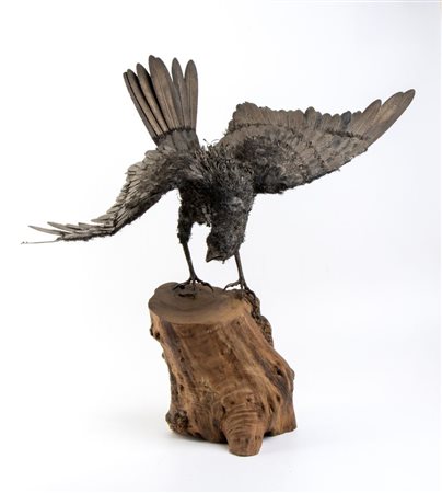  
Falco in argento  XX secolo 
 Altezza x larghezza x profondità: 46 x 56 x 25 cm. Peso argento: 740 gr.