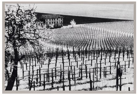 Elio Ciol (1929), da
Viti come disegni, Susegana, aprile 2001