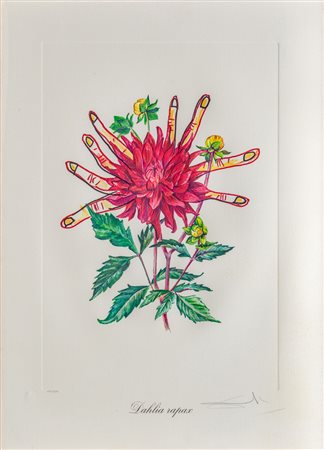 Salvador Dalí (1904 - 1989)
Dahlia Rapax